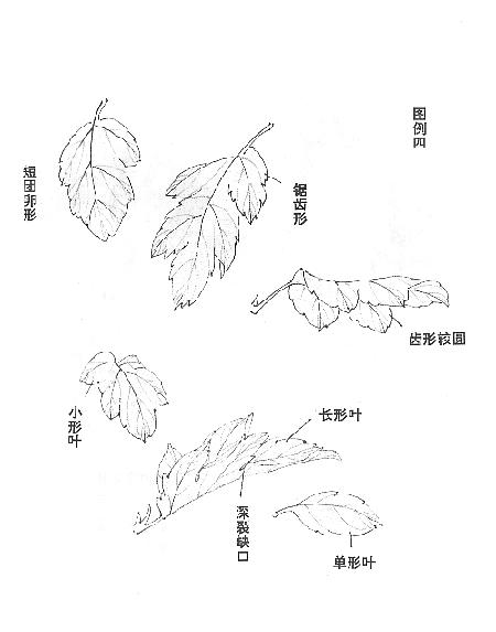 国画中球形菊花怎么画好看,名家画菊花的简单画法