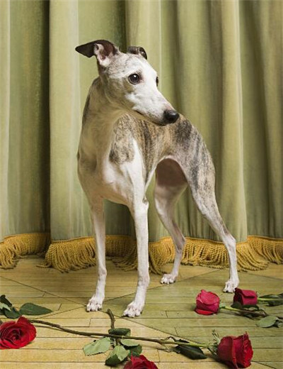 惠比特犬吃什么,惠比特犬能家庭陪伴吗