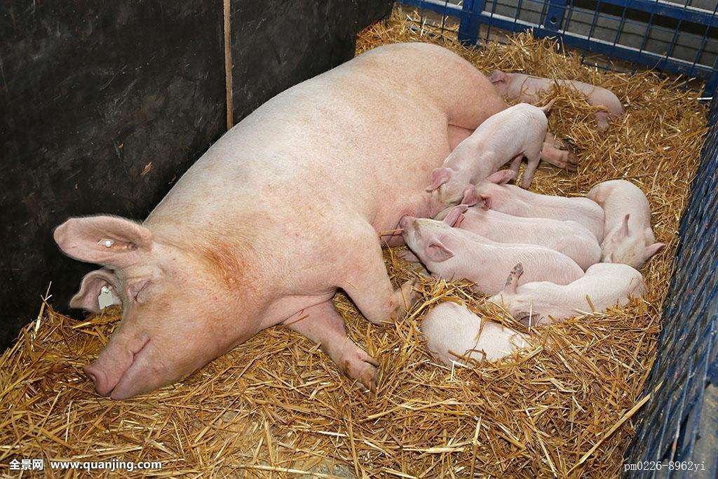 想要母猪多产崽怎么养,想要养好母猪