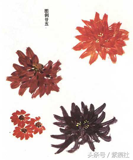 国画中球形菊花怎么画好看,名家画菊花的简单画法