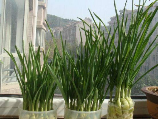 吃不完的生姜可以把它晒成干姜吗,吃不完的葱姜蒜要放冰箱吗