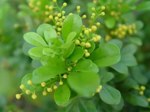 秋季对咽喉保养最好方法,秋冬嗓子疼多吃什么水果