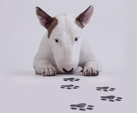 牛头梗犬优点跟缺点,牛头梗家养缺点和优点