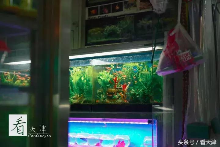 天津宝鸡道花鸟鱼虫市场地铁,宝鸡道花鸟鱼虫市场天津