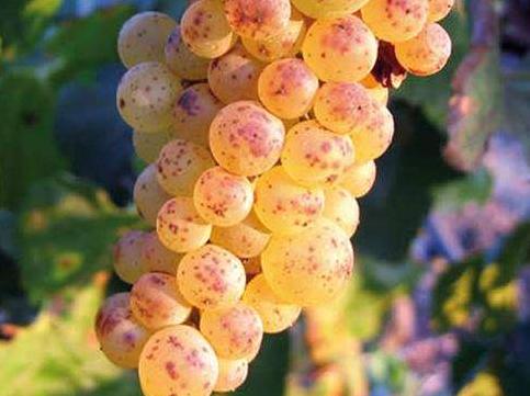 粉红亚都蜜葡萄品种介绍,麝香紫藤简介