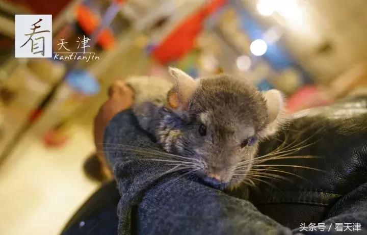天津宝鸡道花鸟鱼虫市场鹦鹉全吗,天津市宝鸡道花鸟鱼虫市场文玩