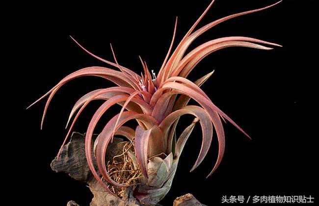 空气凤梨,懒人才会养的植物