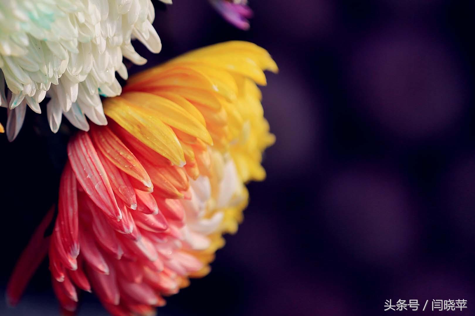 悠然菊影从何觅？南山菊姿下龙亭