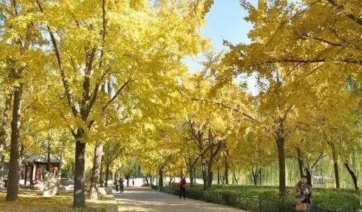 京城赏荷地图高清版,京城赏玉兰最全地图