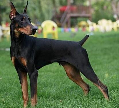 杜宾犬皮肤病有哪些,杜宾犬得了皮肤病能晒太阳吗