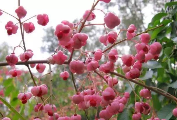 真弓卫矛盆景修剪伤口要处理吗,卫矛树盆景如何才能开花结果