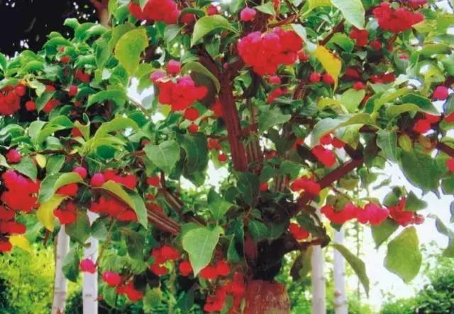 真弓卫矛盆景修剪伤口要处理吗,卫矛树盆景如何才能开花结果