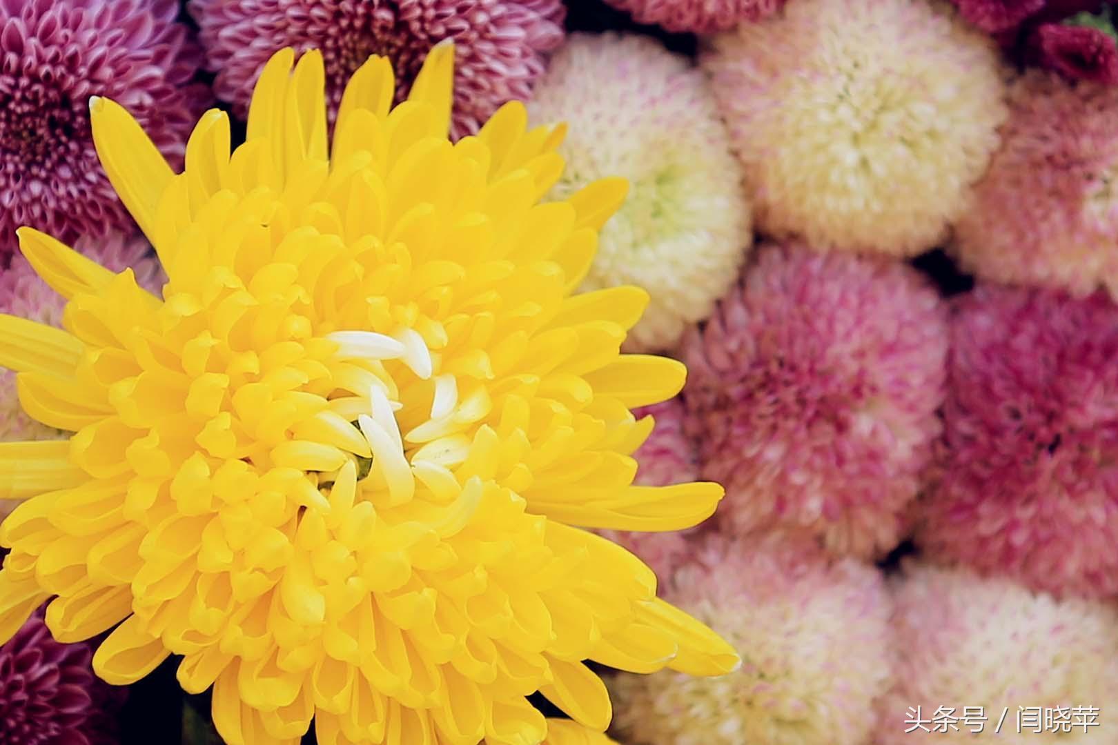 悠然菊影从何觅？南山菊姿下龙亭