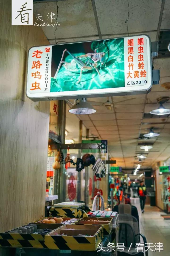 天津宝鸡道花鸟鱼虫市场地铁,宝鸡道花鸟鱼虫市场天津