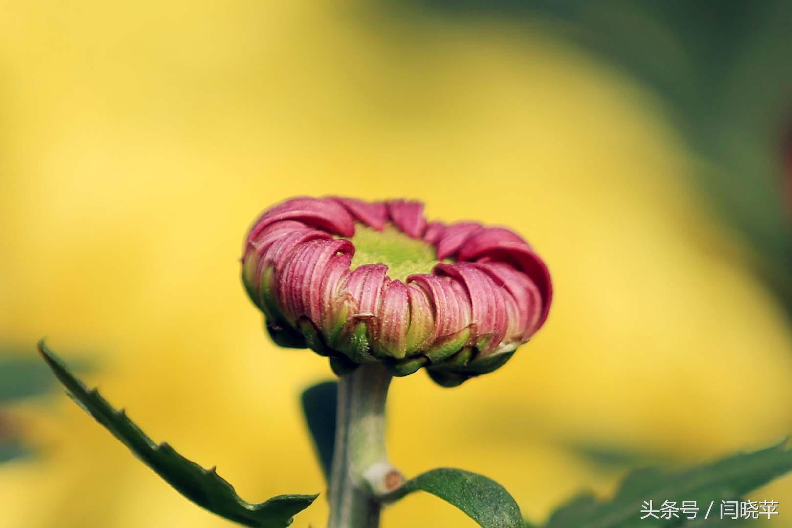悠然菊影从何觅？南山菊姿下龙亭