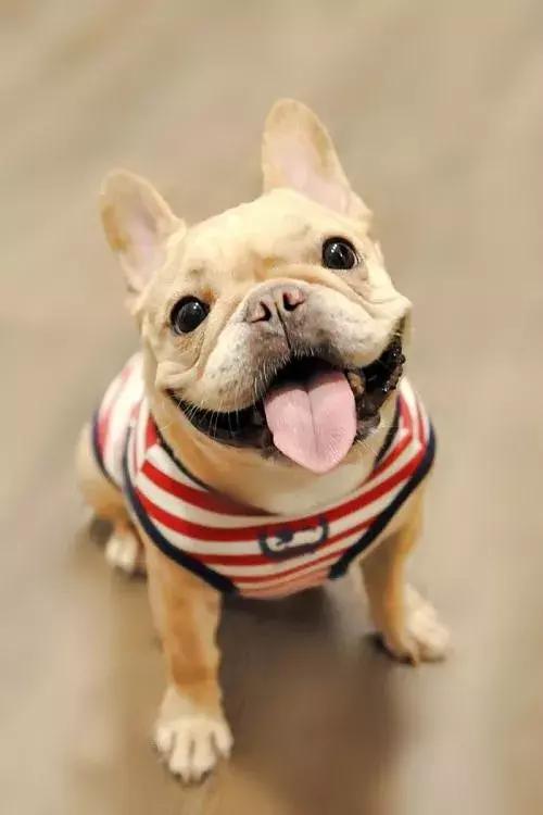 天气越来越来越冷，小法斗需要穿衣服吗