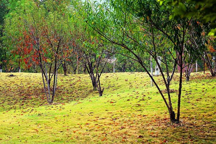 闽中明珠尤溪，八山一水一分田