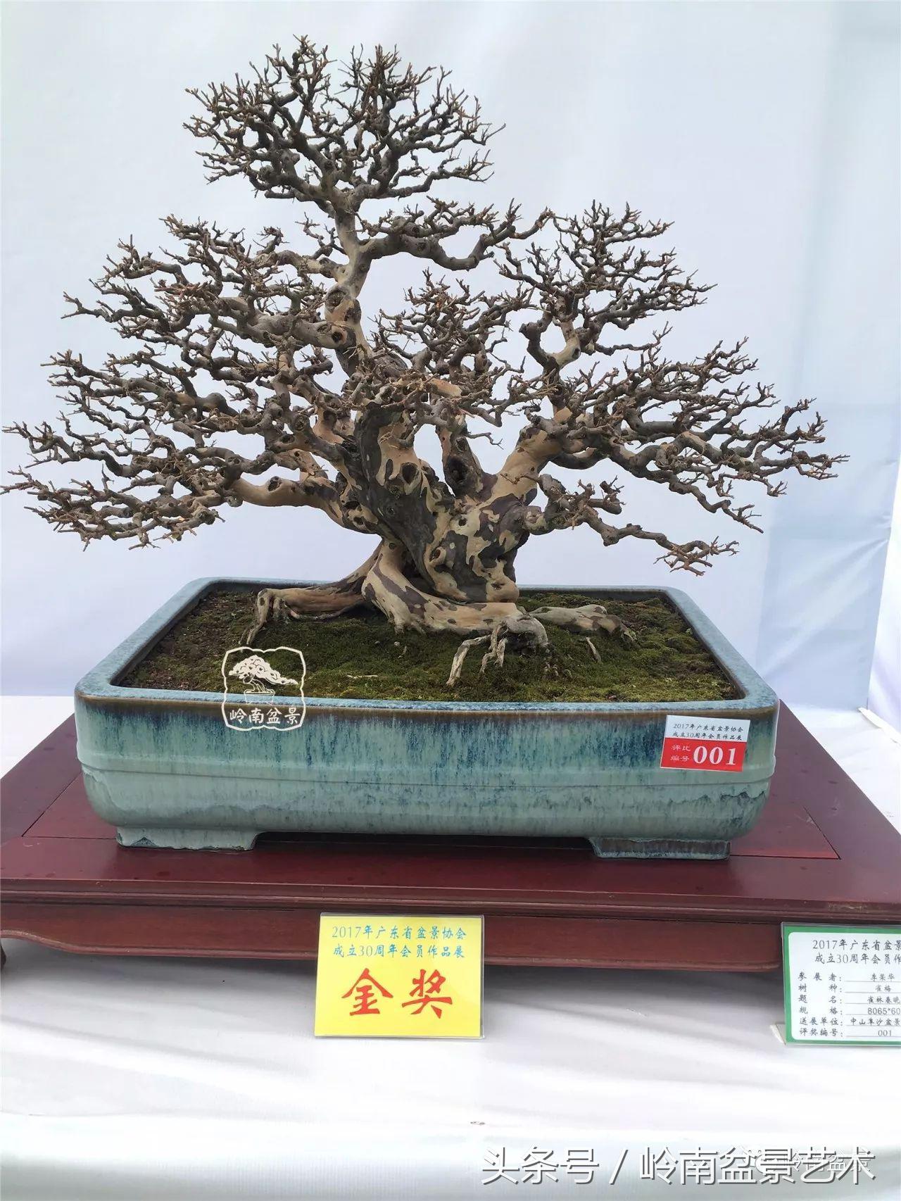 最值得收藏的六种盆景树种,十大珍贵盆景