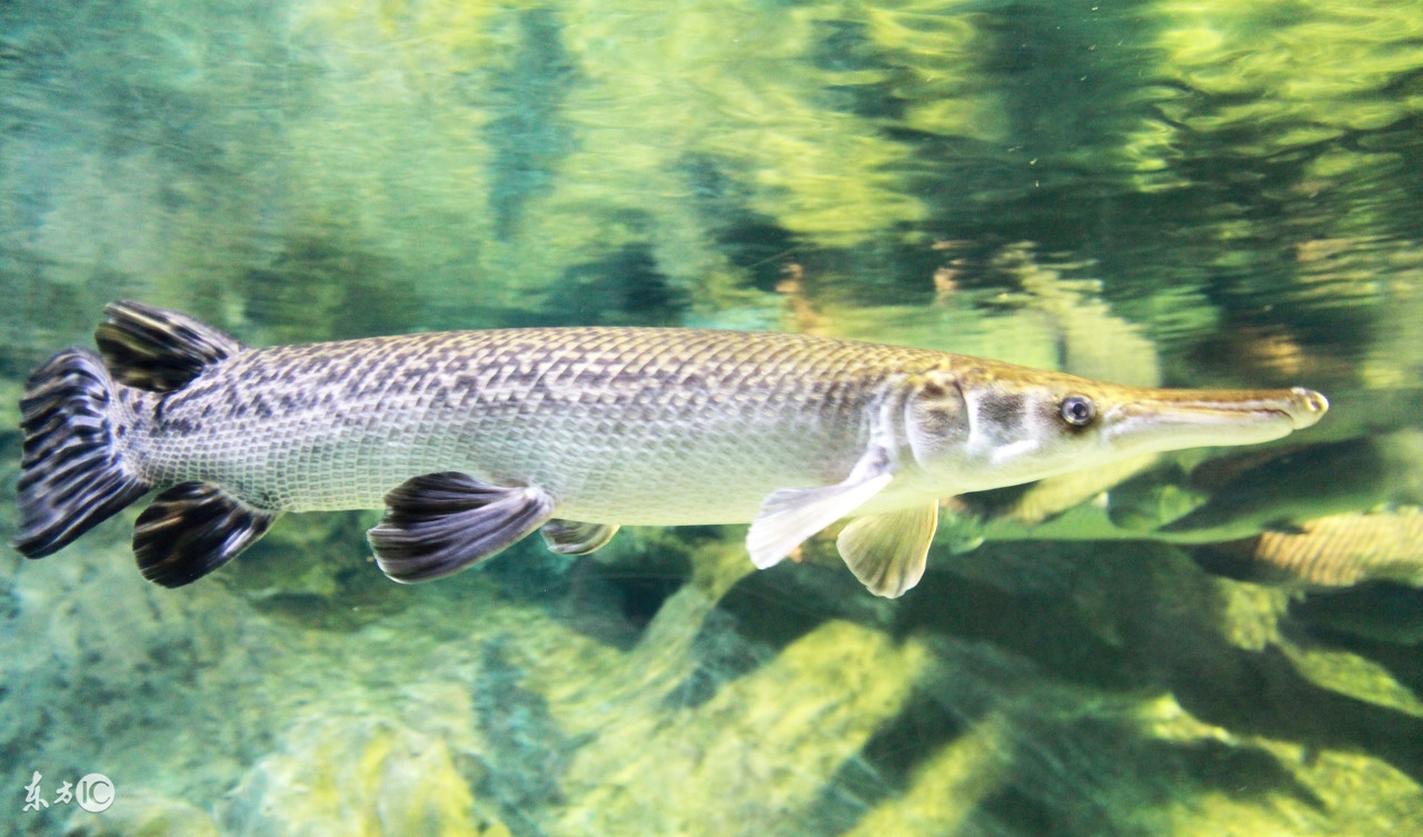 孕妇最近总梦到宝宝出生了,孕妇梦到小孩出生了是什么征兆