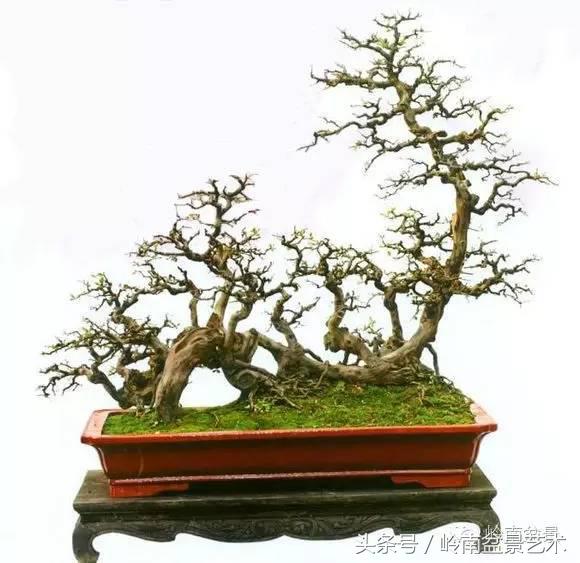 雀梅盆景价格在五千元至二万元的,经典中式庭院雀梅盆景100万以上