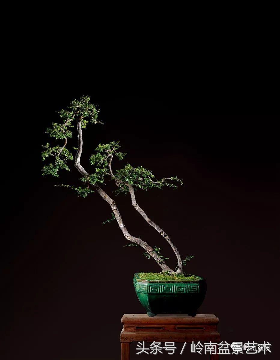 精品盆景雀梅杜鹃罗汉松,最美的100盆雀梅盆景建议收藏