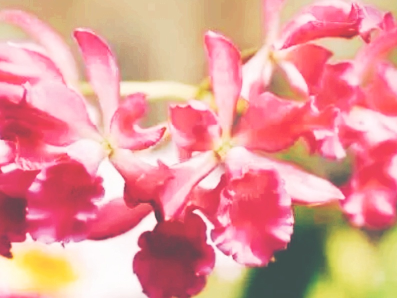 全球十大最美的国花,所有国家的国花大全