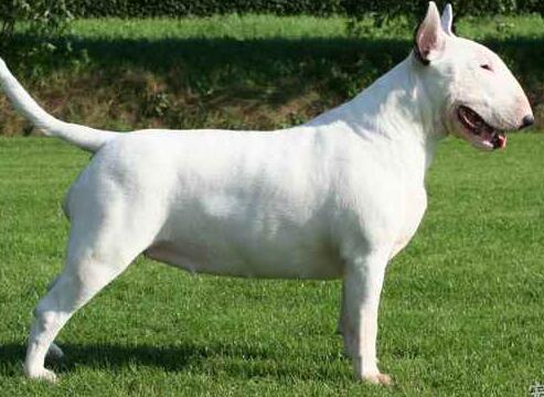 牛头梗为什么是没心没肺的品种,牛头梗需要注意什么