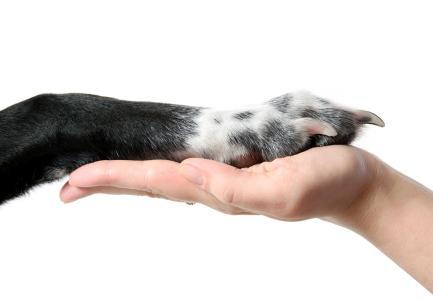 k-9训犬教学视频,k9训犬科目