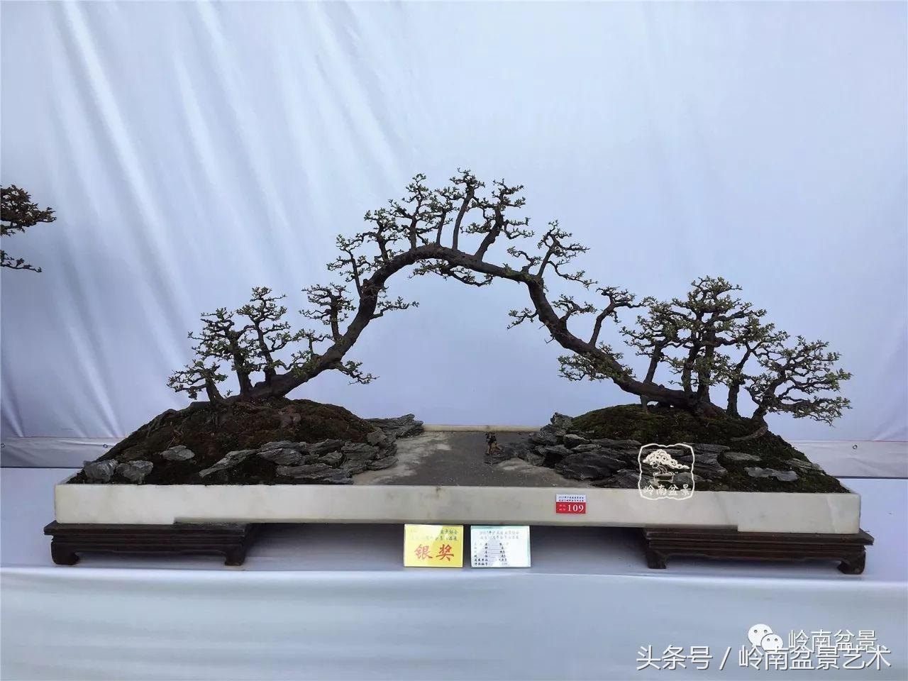 精品盆景雀梅杜鹃罗汉松,最美的100盆雀梅盆景建议收藏