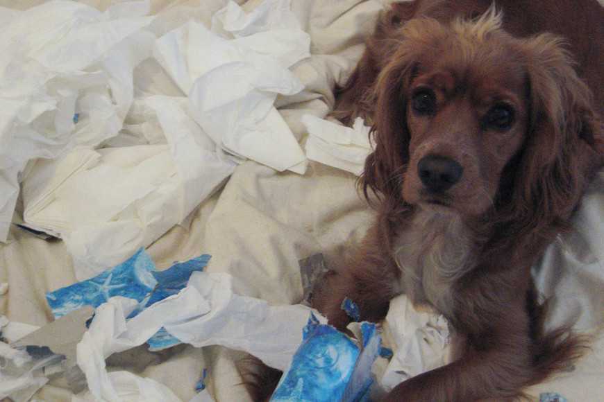 狗狗咬纸巾和翻垃圾桶,狗狗咬卫生纸纠正