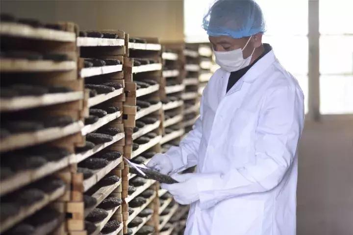 普洱茶压制的工艺流程图,中医大师徐文兵完整版