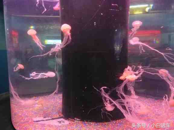 深圳小梅沙海洋世界怎样玩,秋游深圳小梅沙海洋世界