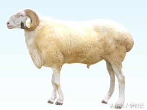 羊突然瘸腿过几天自愈,羊瘸腿打什么药