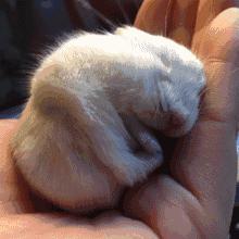 仓鼠可爱瞬间把人萌得要命,仓鼠有多可爱就有多调皮