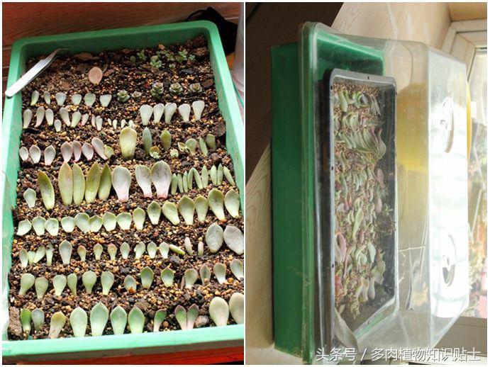 多肉喷药后多久能用清水洗干净,多肉喷药后灼伤叶片该怎么补救