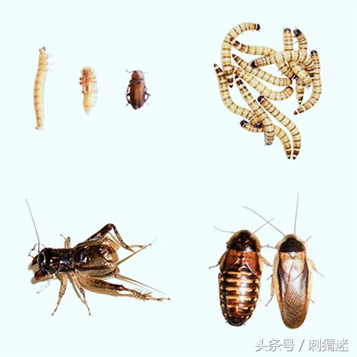 宠物刺猬到底应该喂什么——活饵篇