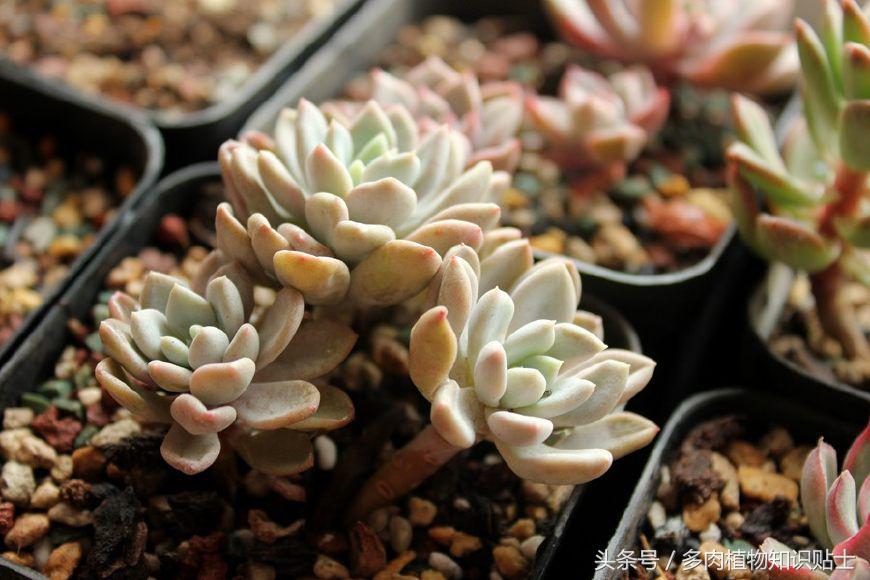 多肉喷药后多久能用清水洗干净,多肉喷药后灼伤叶片该怎么补救