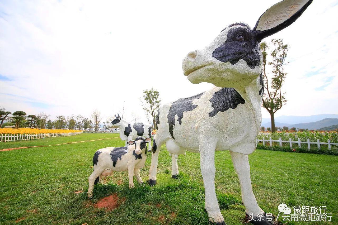 春节免费开放弥勒太平湖森林公园,弥勒太平湖森林公园6月去有花吗