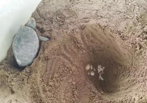 乌龟蛋在自然条件下怎么孵化,养一只乌龟下蛋了能孵化出来吗