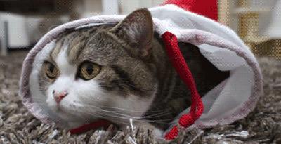 猫的耳朵时冷时热,猫的耳朵热和凉