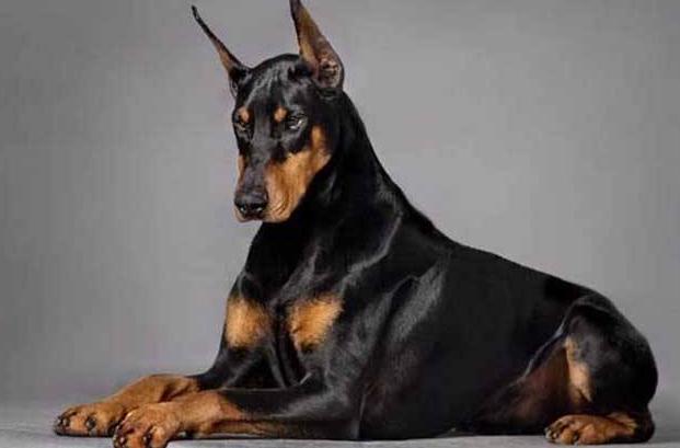 狗狗肠炎拉血最快的治疗方法,如果狗狗拉出血怎么办