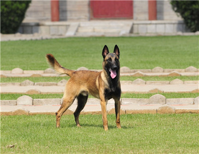 马犬皮肤病很严重怎么治疗,马犬皮肤病的治疗方法