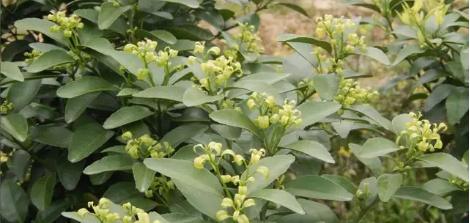 多年柑橘树不开花的原因,柑橘树只开花不结果什么原因