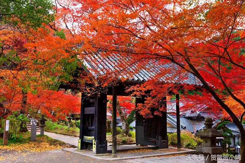 游轮旅行日本攻略,坐游轮去日本大概需要多少钱