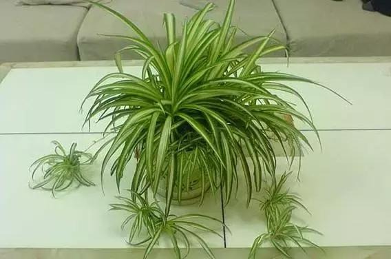 月季的盆土怎样判断干湿,盆土干湿