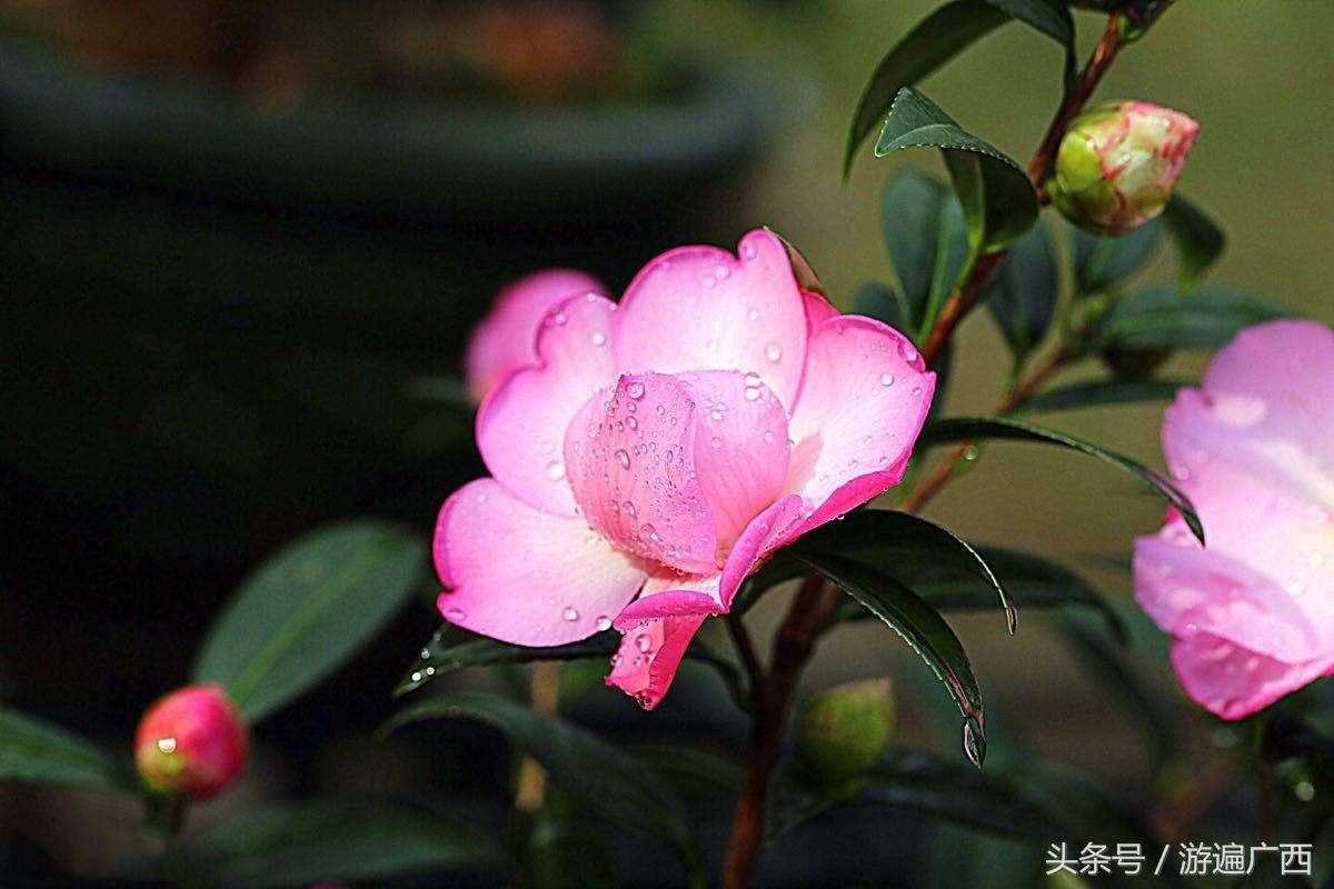 南宁三塘免费景点,南宁十大免费旅游景点