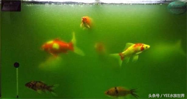 如何打造空气鱼缸,清道夫能打造空气鱼缸吗