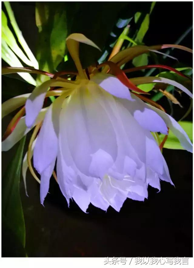 昙花之美,关于昙花的美