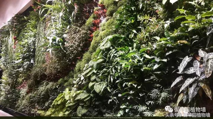 植物大战僵尸之父是中国人,植物墙创始人