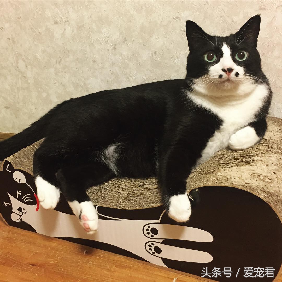 如何快速与胆小新猫咪建立感情,怎样和胆小的猫咪建立信任